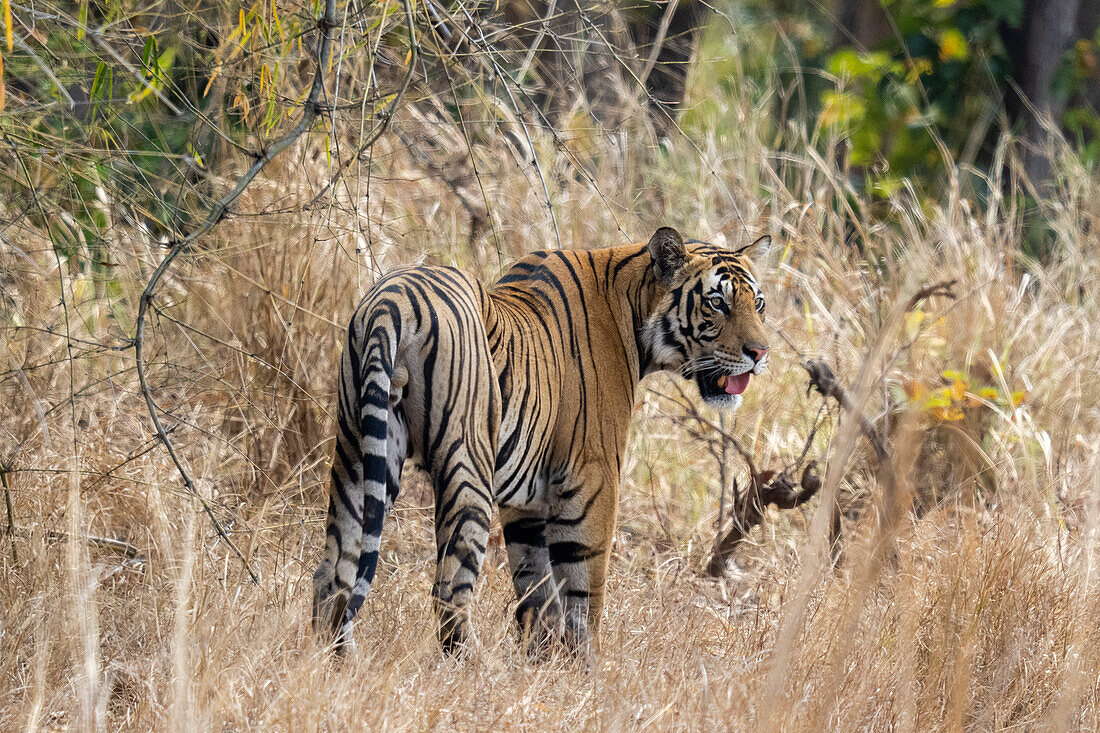 Bengalischer Tiger (Panthera Tigris), Bandhavgarh National Park, Madhya Pradesh, Indien, Asien