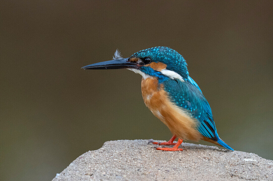 Eisvogel, Bandhavgarh-Nationalpark, Madhya Pradesh, Indien, Asien