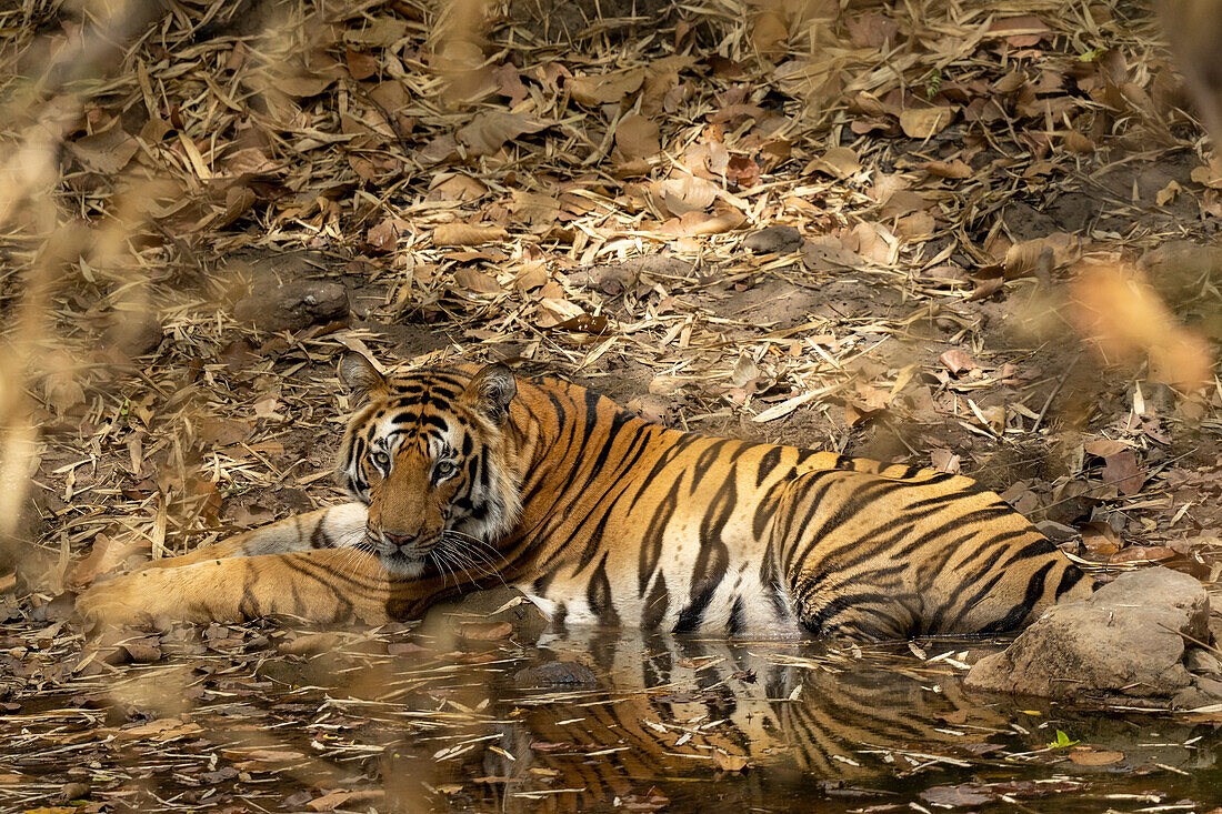 Bengal tiger (Panthera Tigris), Bandhavgarh National Park, Madhya Pradesh, India, Asia\n