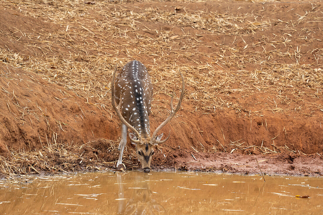 Axis Deer (Cervus axis), Bandhavgarh National Park, Madhya Pradesh, India, Asia\n