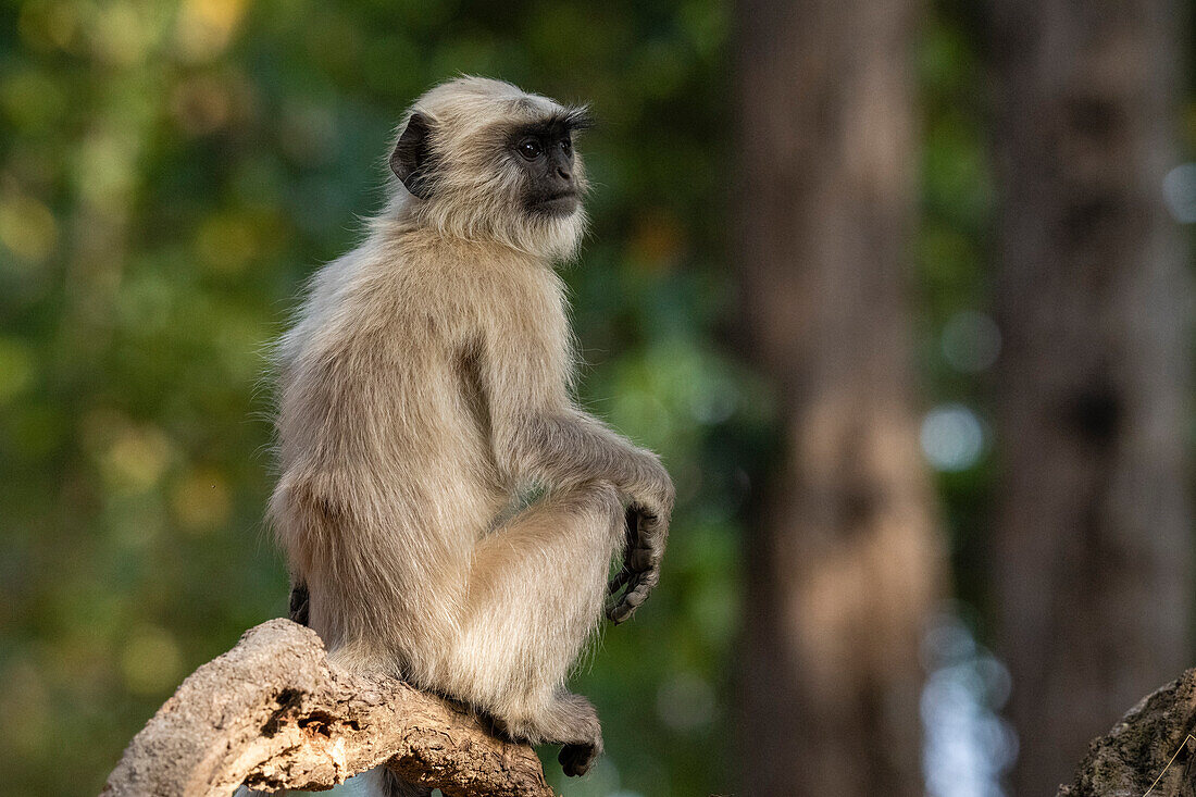 Langur (Semnopithecus Entellus), Bandhavgarh National Park, Madhya Pradesh, Indien, Asien