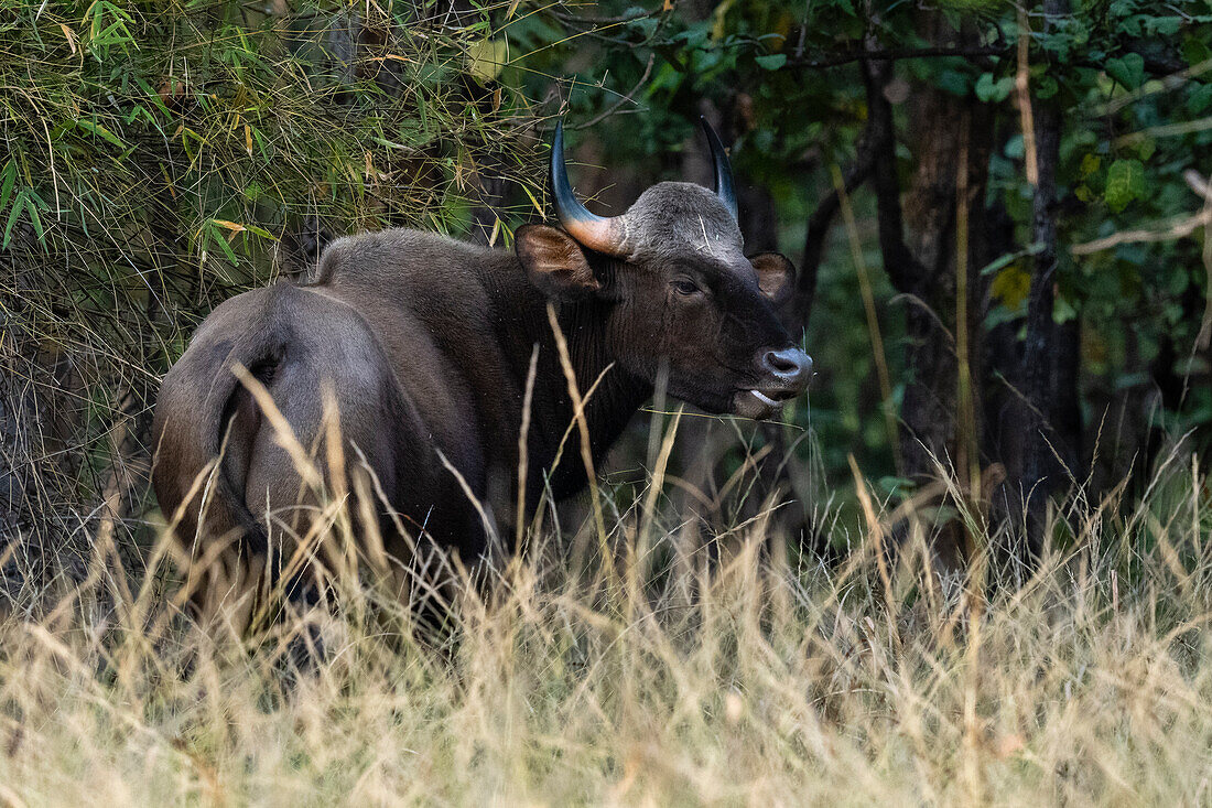 Indischer Gaur (Bos gaurus), Bandhavgarh National Park, Madhya Pradesh, Indien, Asien