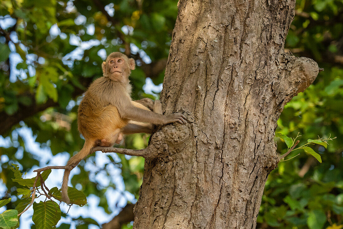 Rhesusaffen (Macaca mulatta), Bandhavgarh-Nationalpark, Madhya Pradesh, Indien, Asien