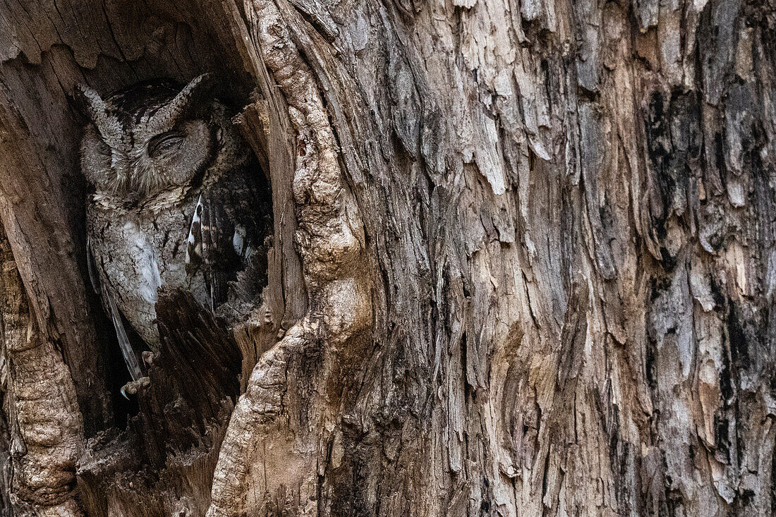 Indian scops owl (Otus bakkamoena), Bandhavgarh National Park, Madhya Pradesh, India, Asia\n
