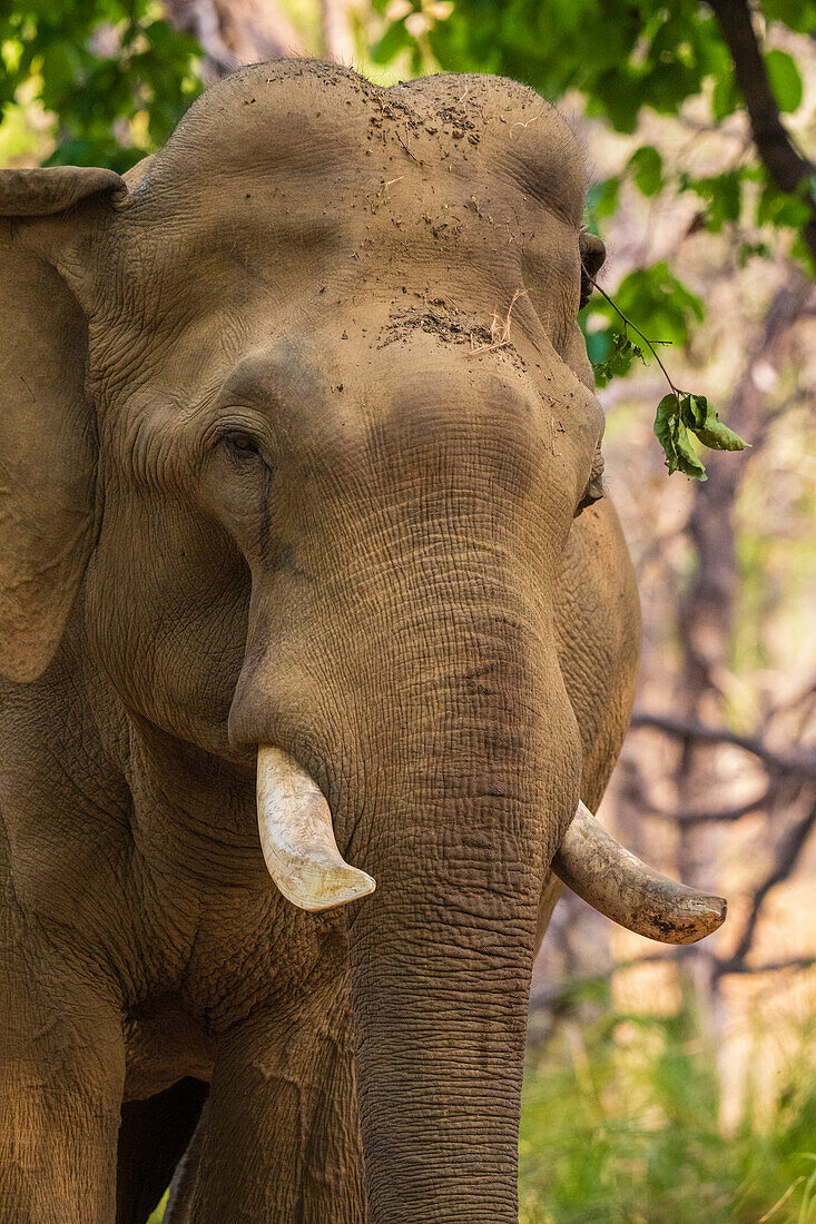Indischer Elefant (Elephas maximus), Bandhavgarh National Park, Madhya Pradesh, Indien, Asien