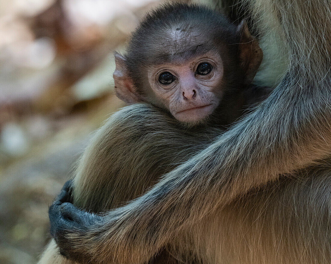 Langohr (Semnopithecus Entellus), Bandhavgarh-Nationalpark, Madhya Pradesh, Indien, Asien