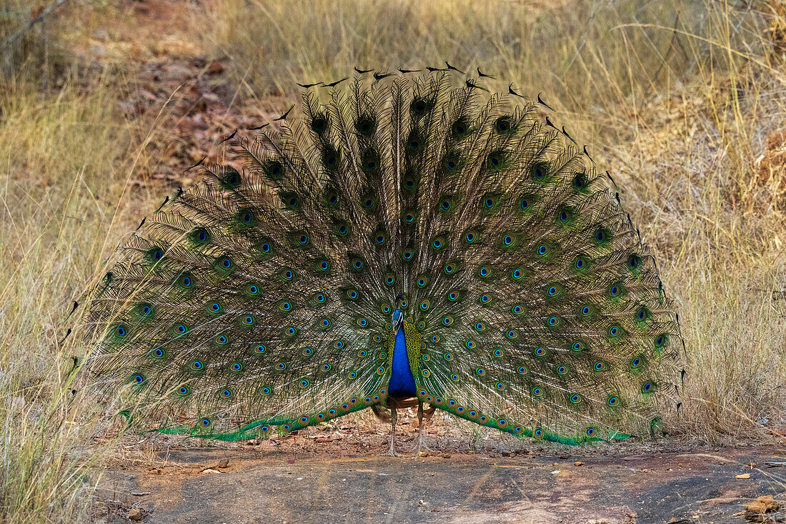 Indian Peafowl (Pavo cristatus) displaying, Bandhavgarh National Park, Madhya Pradesh, India, Asia\n