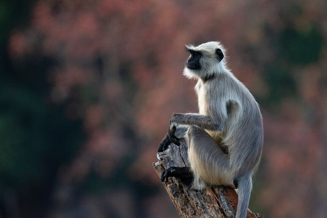 Common Langur (Semnopithecus Entellus), Bandhavgarh National Park, Madhya Pradesh, India, Asia\n