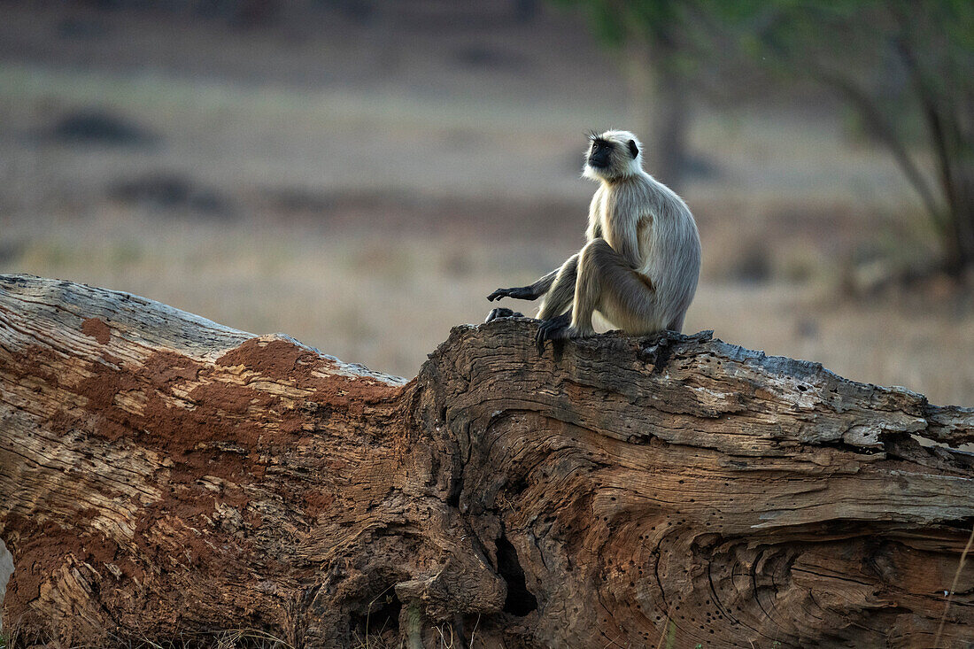 Common Langur (Semnopithecus Entellus), Bandhavgarh National Park, Madhya Pradesh, India, Asia\n