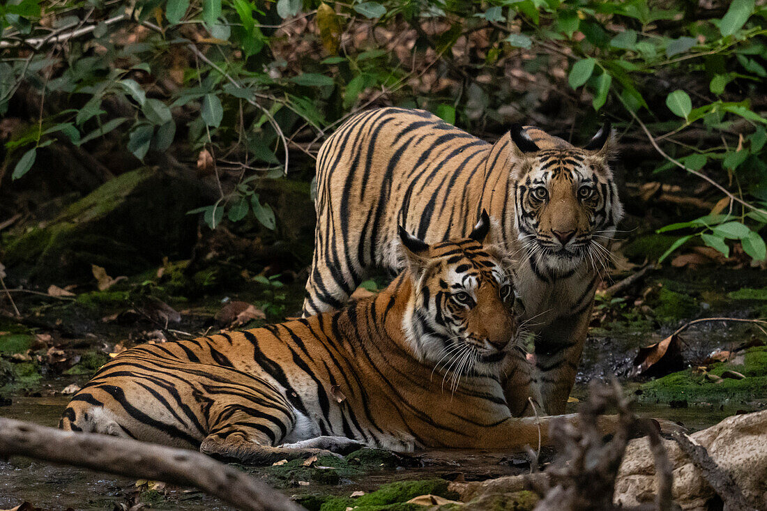 Bengal tiger (Panthera Tigris), Bandhavgarh National Park, Madhya Pradesh, India, Asia\n