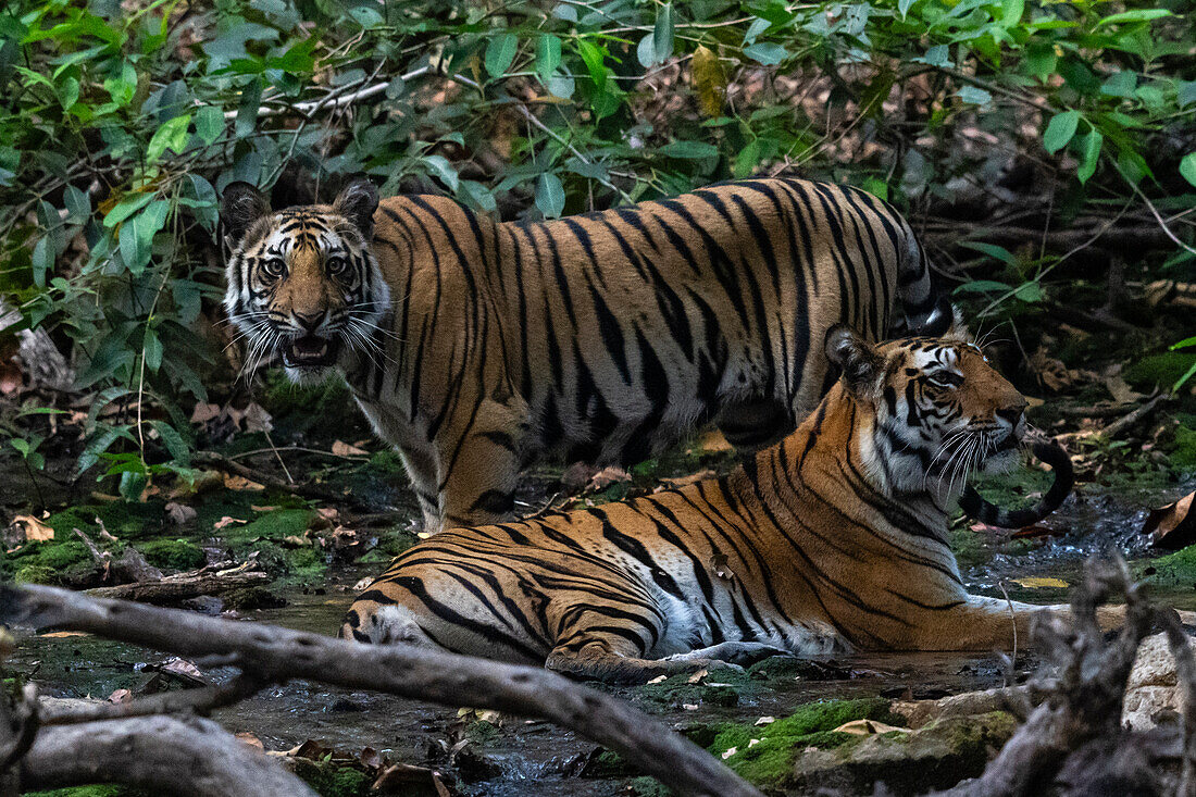 Bengal tiger (Panthera Tigris), Bandhavgarh National Park, Madhya Pradesh, India, Asia\n