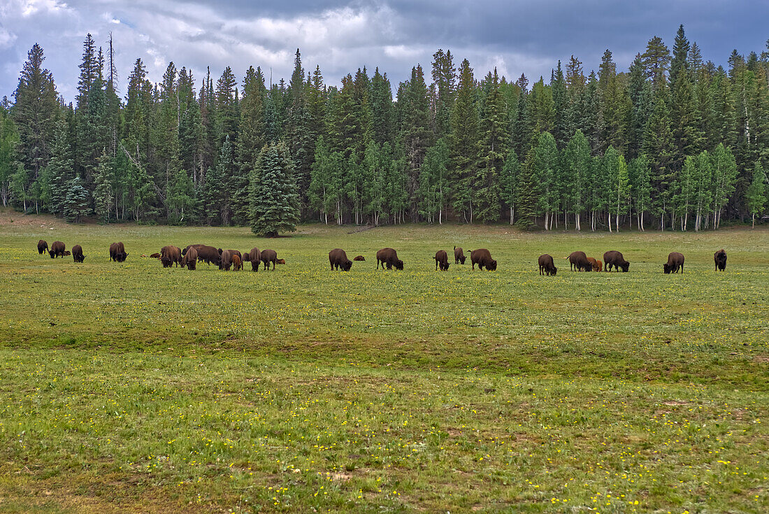 A herd of wild Buffalo grazing in a meadow on the North Rim of Grand Canyon, Grand Canyon National Park, UNESCO World Heritage Site, Arizona, United States of America, North America\n
