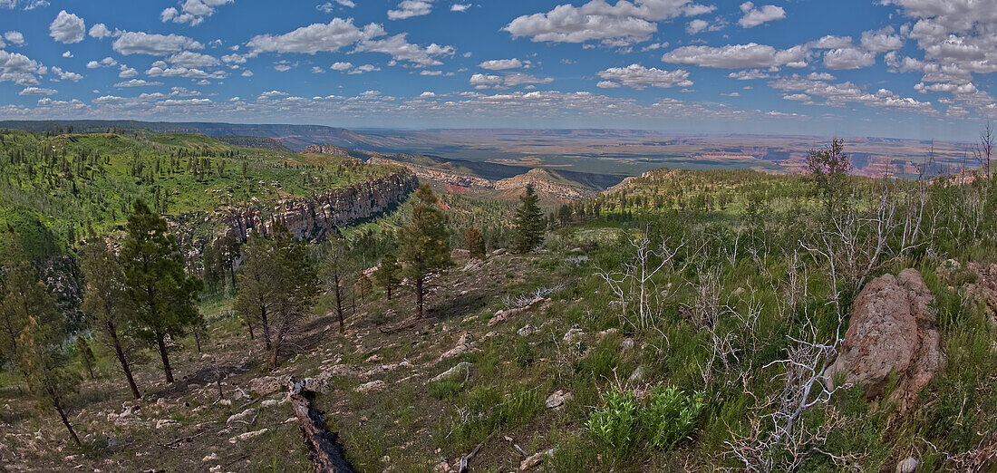 House Valley, with the Vermilion Cliffs in the distance, viewed from the summit of Saddle Mountain on the north edge of Grand Canyon, Grand Canyon National Park, UNESCO World Heritage Site, Arizona, United States of America, North America\n