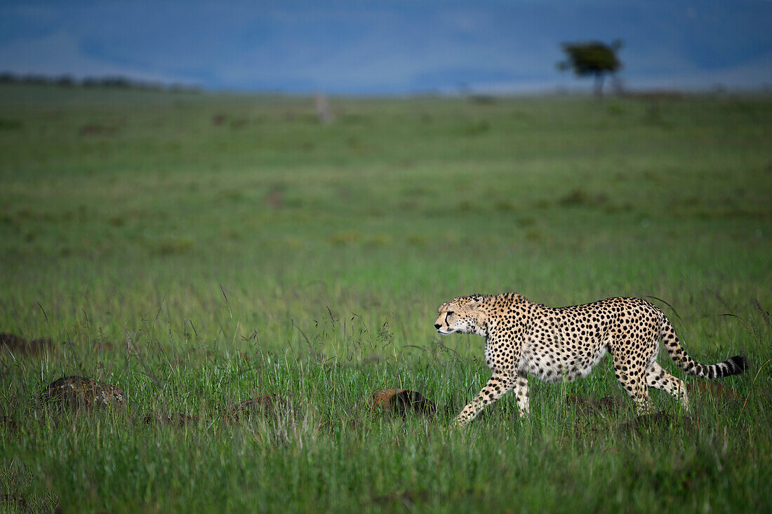 Cheetah (Acinonyx Jubatus), Mara North, Kenya, East Africa, Africa\n