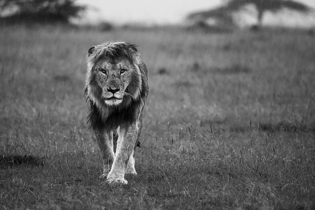 Afrikanischer Löwe (Panthera Leo), Maasai Mara, Mara Nord, Kenia, Ostafrika, Afrika