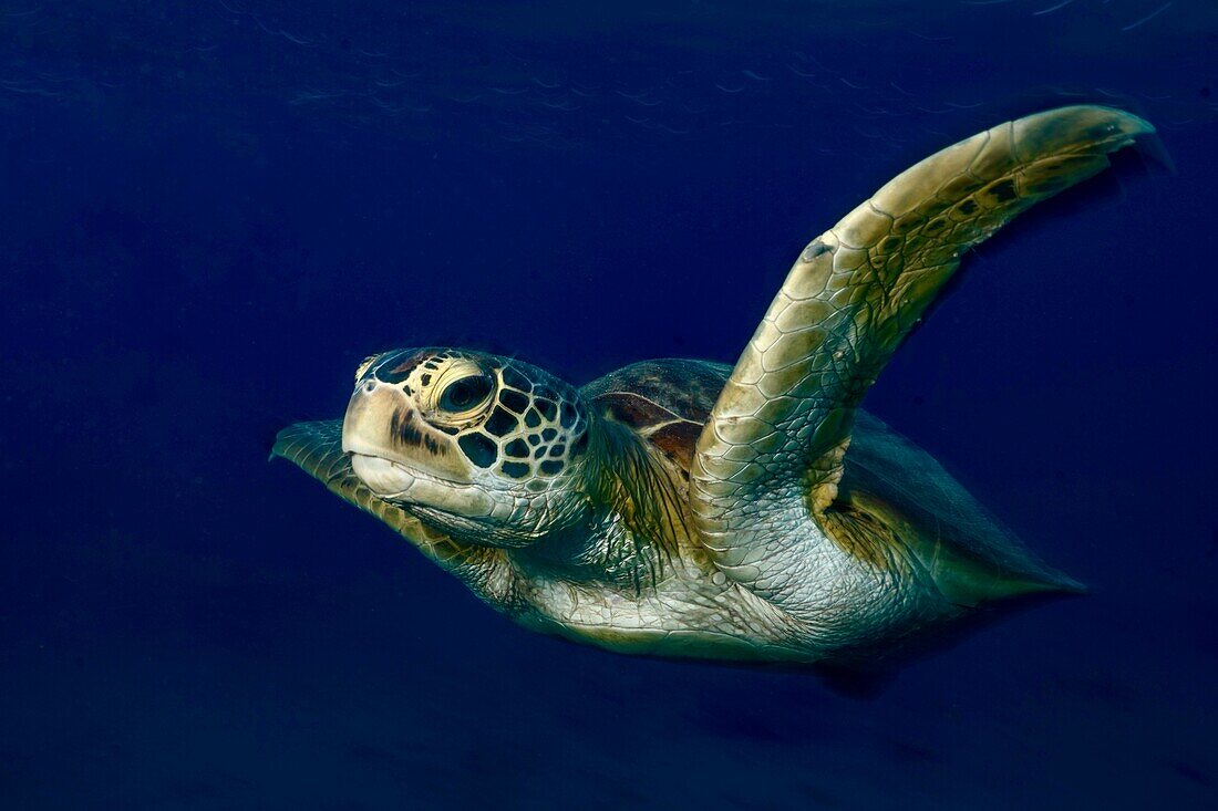 Grüne Schildkröte schwimmt im Blau der Lagune von Mayotte, Mayotte, Indischer Ozean, Afrika