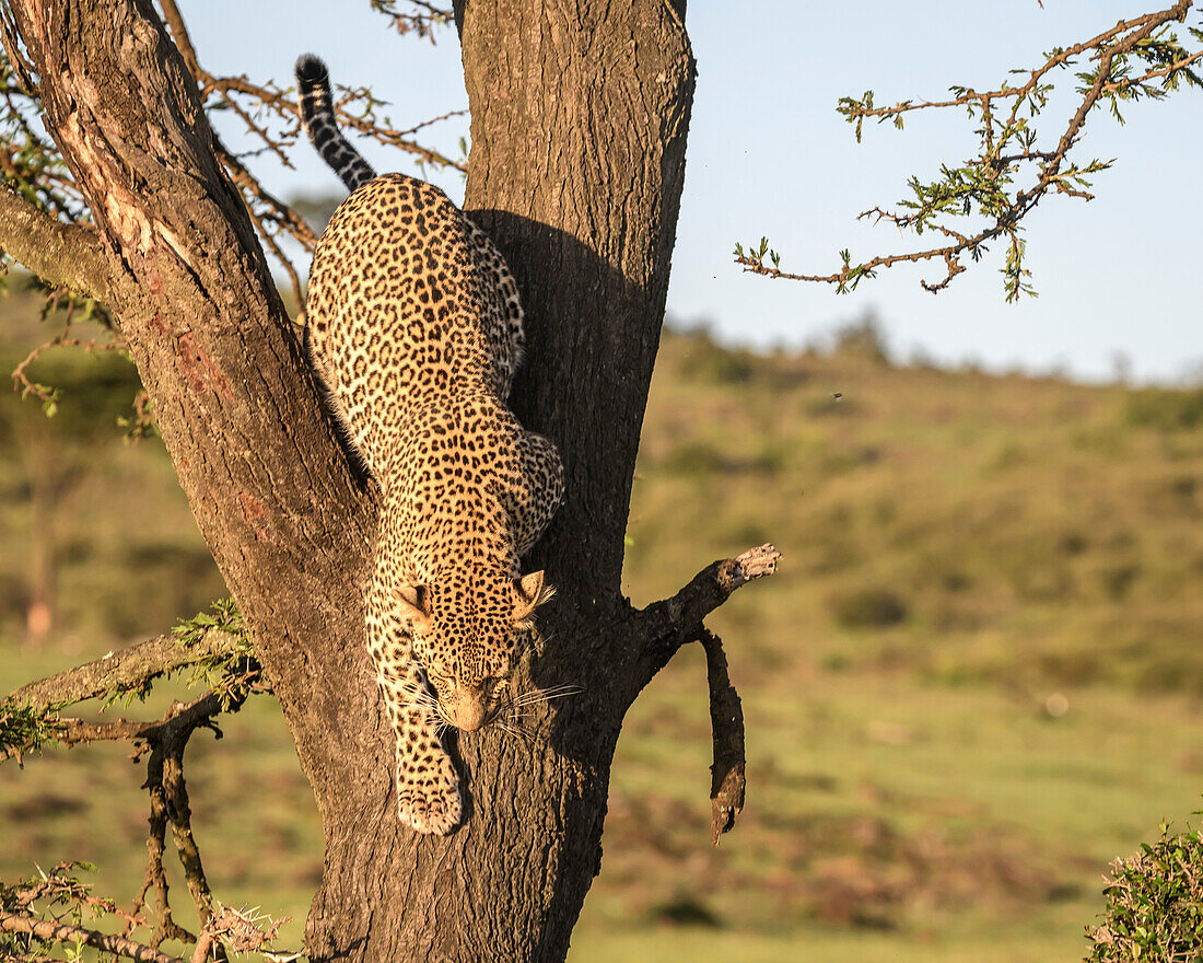Leopard (Panthera Pardus), Maasai Mara, Mara Nord, Kenia, Ostafrika, Afrika