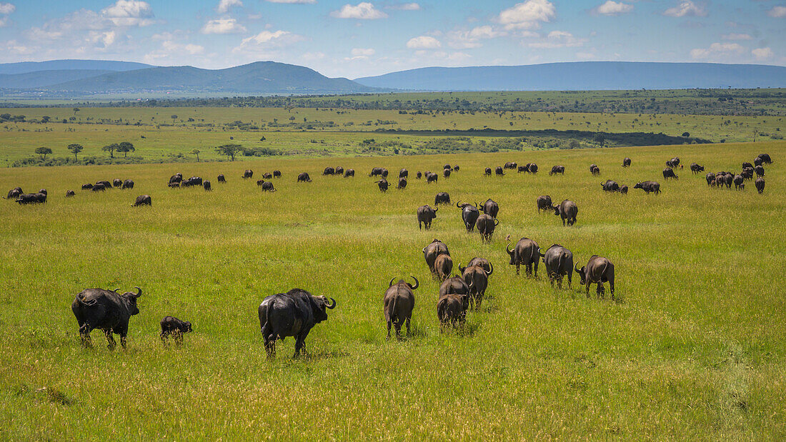 Büffel (Bubalus Bubalis) (Syncerus caffer), Maasai Mara, Mara Nord, Kenia, Ostafrika, Afrika