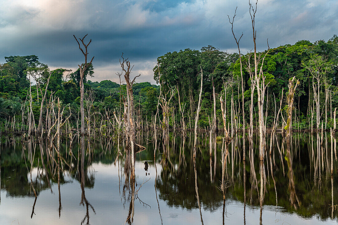 Abgestorbener Wald, Ciudad de la Paz, Rio Muni, Äquatorialguinea, Afrika
