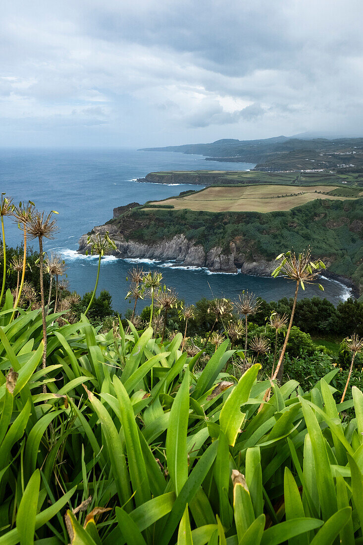 View of the coast of the island of Sao Miguel, with green plants in foreground, the Azores islands, Portugal, Atlantic, Europe\n