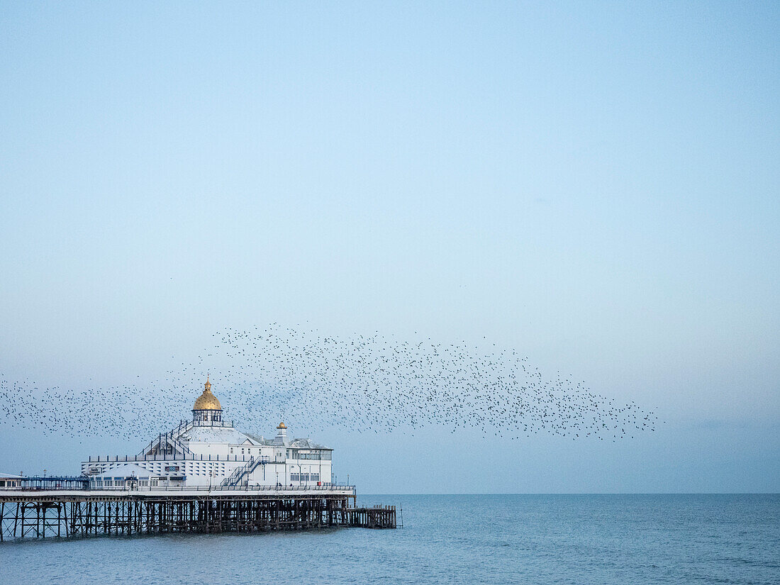 Starling murmuration, The Pier, Eastbourne, East Sussex, England, United Kingdom, Europe\n