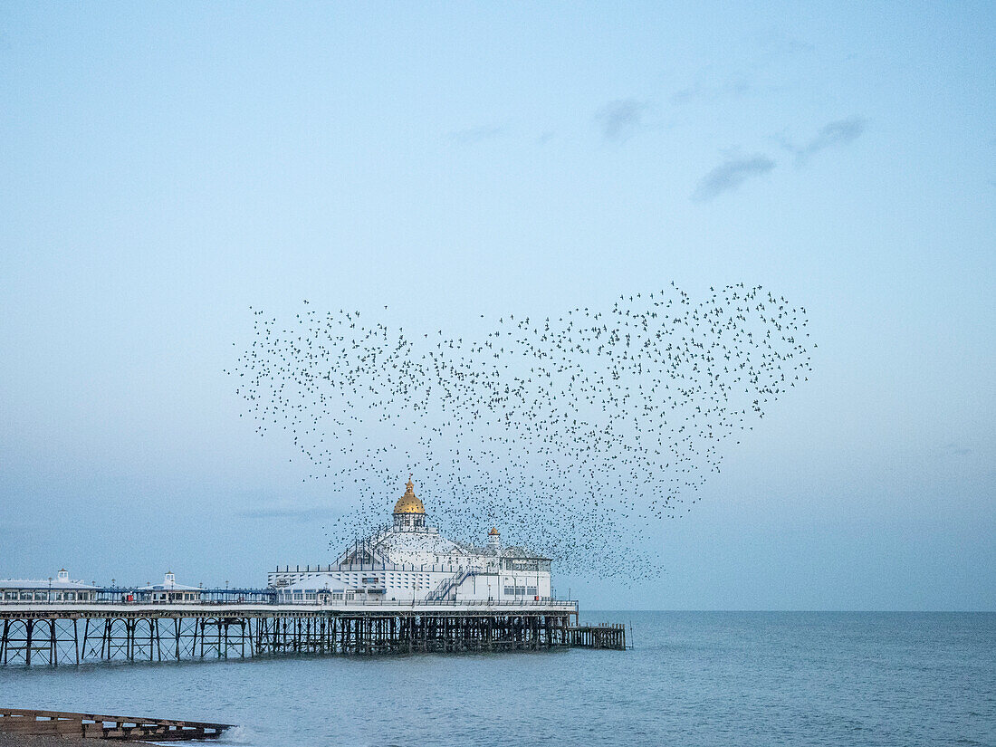 Starling murmuration, The Pier, Eastbourne, East Sussex, England, Vereinigtes Königreich, Europa