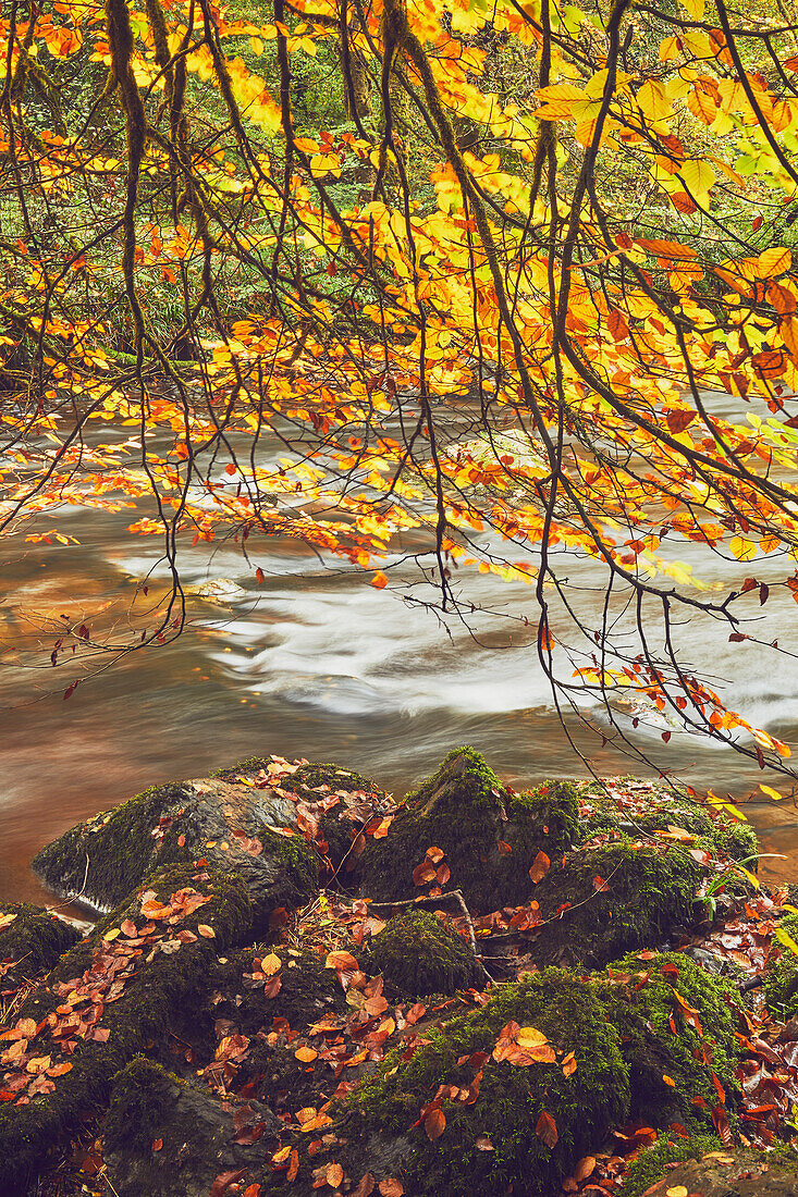 Beech trees in autumn colour beside the River Barle at Tarr Steps, near Dulverton, Exmoor National Park, Somerset, England, United Kingdom, Europe\n