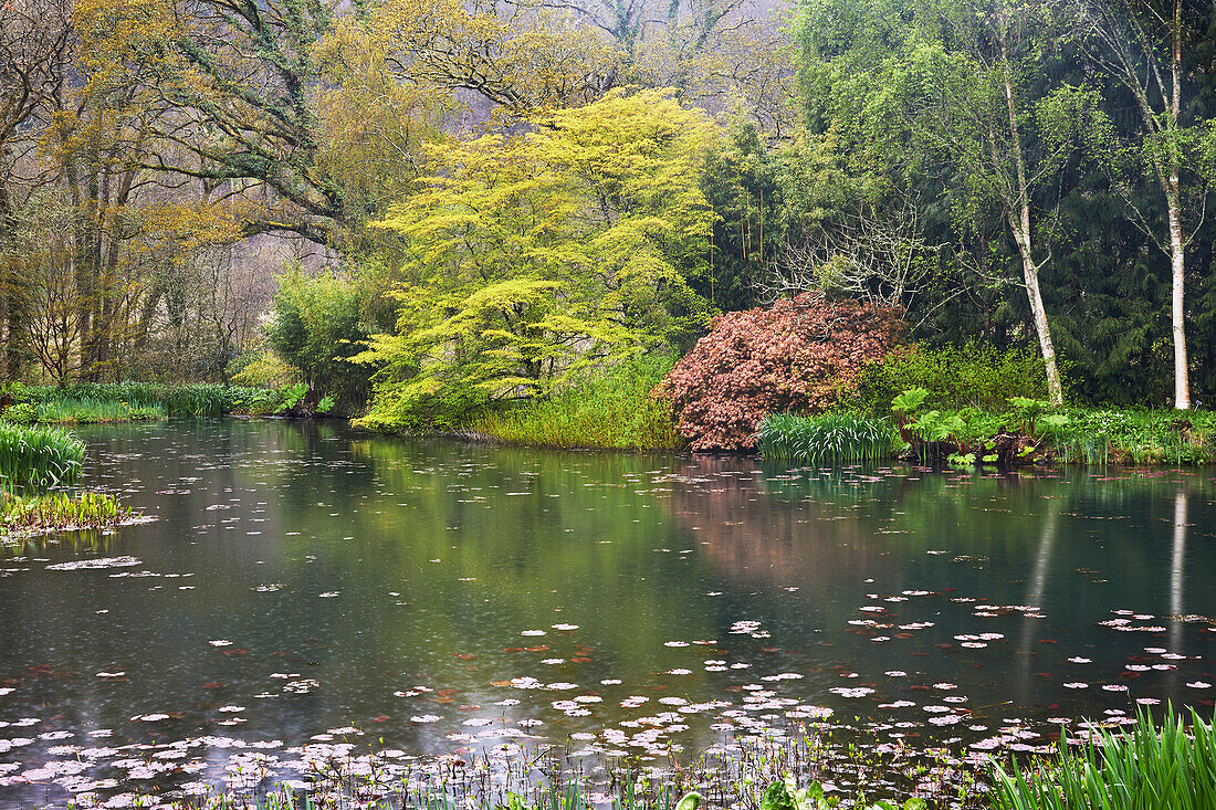 A springtime view of the lake at RHS Rosemoor Garden, near Great Torrington, Devon, England, United Kingdom, Europe\n