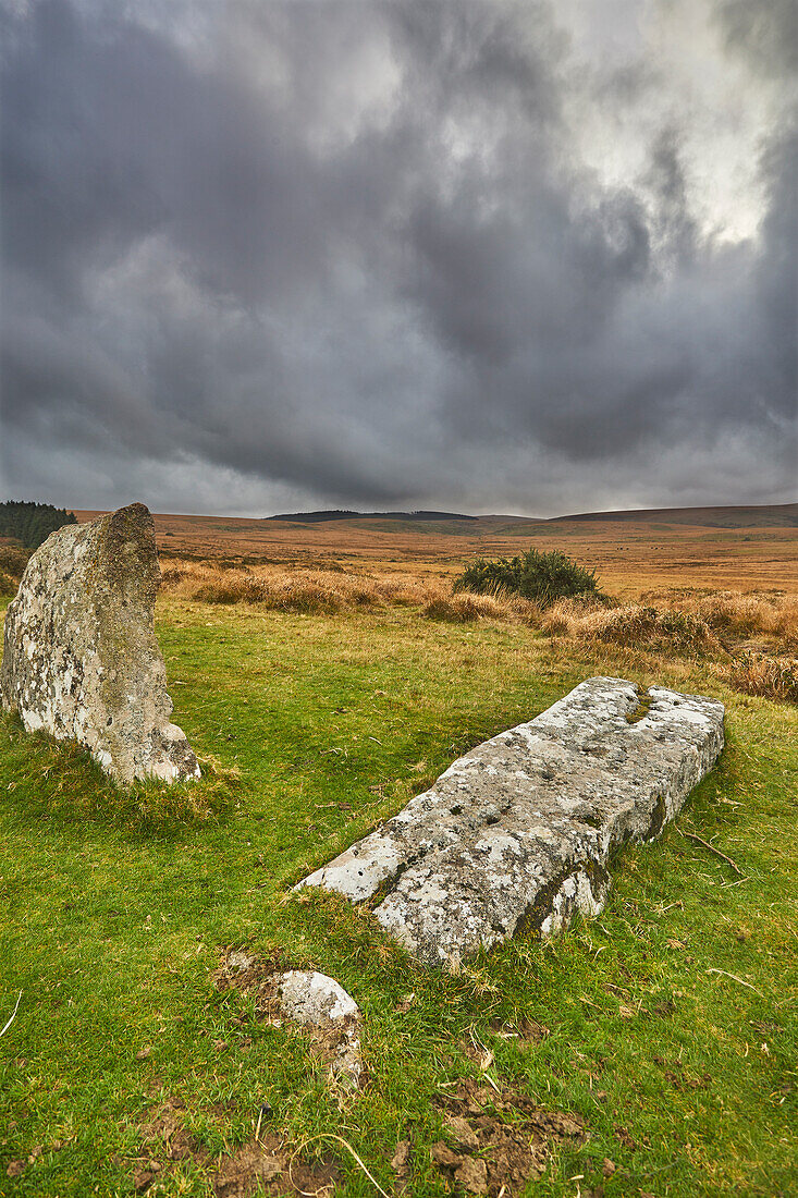 Scorhill Stone Circle, ancient stones in a prehistoric stone circle, on open moorland, Scorhill Down, near Chagford, Dartmoor National Park, Devon, England, United Kingdom, Europe\n