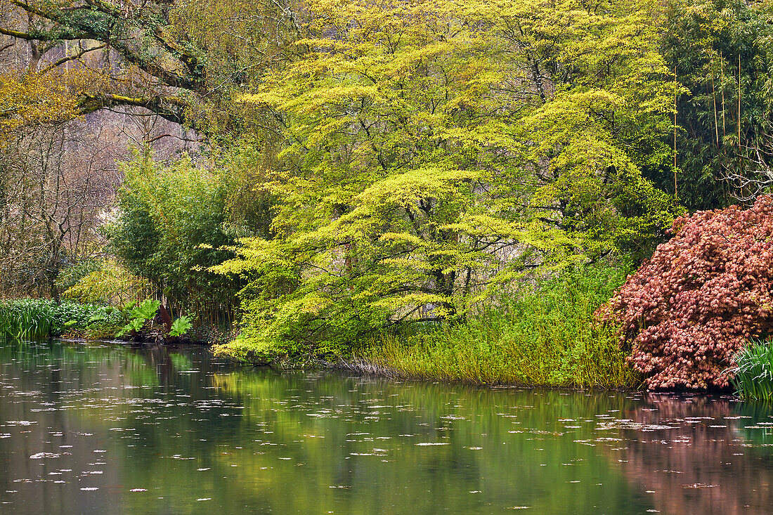 A springtime view of the lake at RHS Rosemoor Garden, near Great Torrington, Devon, England, United Kingdom, Europe\n