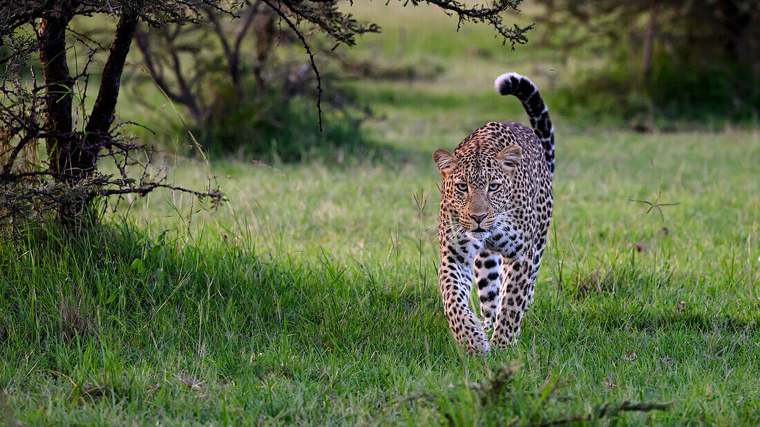 Leopard (Panthera Pardus), Maasai Mara, Mara Nord, Kenia, Ostafrika, Afrika