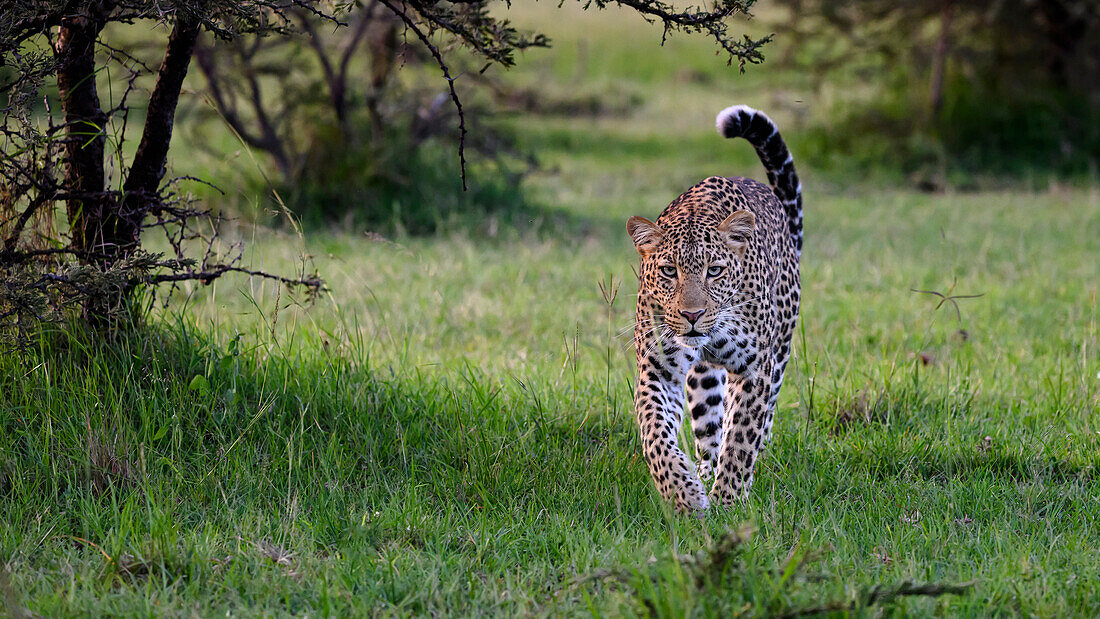 Leopard (Panthera Pardus), Maasai Mara, Mara North, Kenya, East Africa, Africa\n