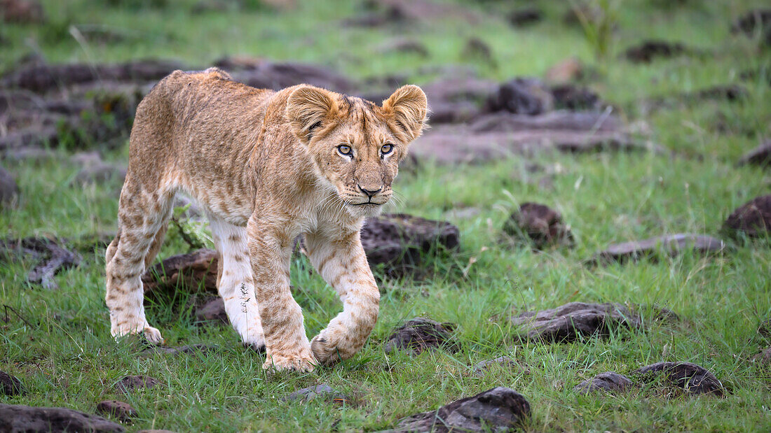 Afrikanischer Löwe (Panthera Leo), Mara Nord, Maasai Mara, Kenia, Ostafrika, Afrika