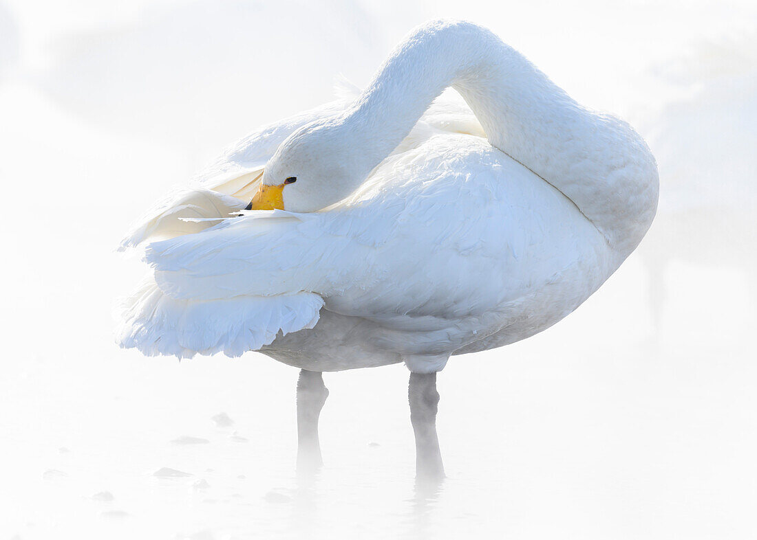 Whooper Swan (Cygnus cygnus), Kussaro Lake, Hokkaido, Japan, Asia\n
