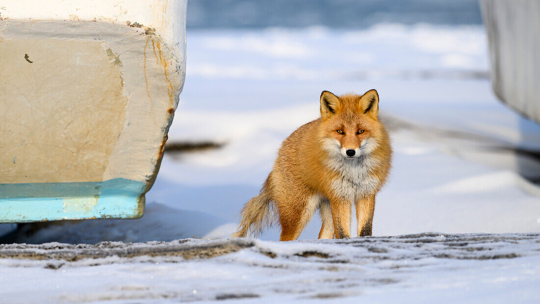 Red Fox, Nutsuke Peninsula, Hokkaido, Japan, Asia\n