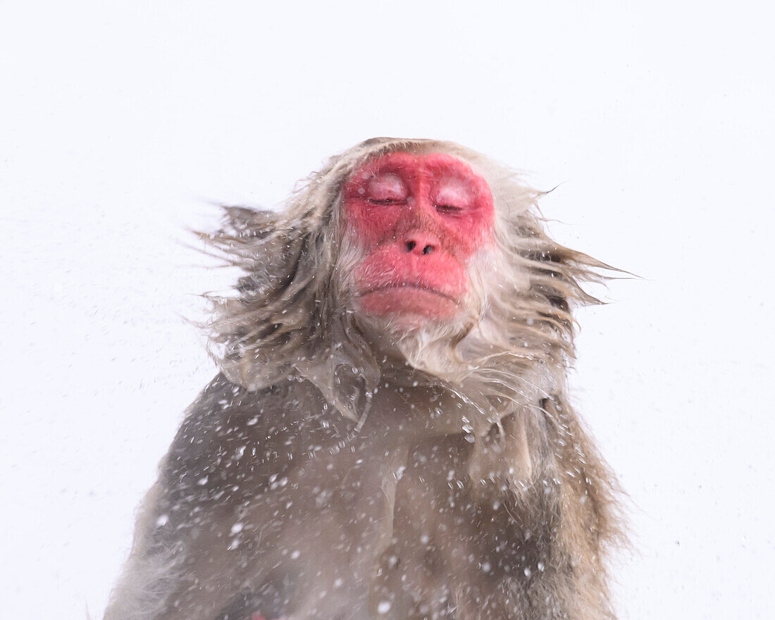 Japanischer Makake (Macaca fuscats), Nagano, Japan, Asien