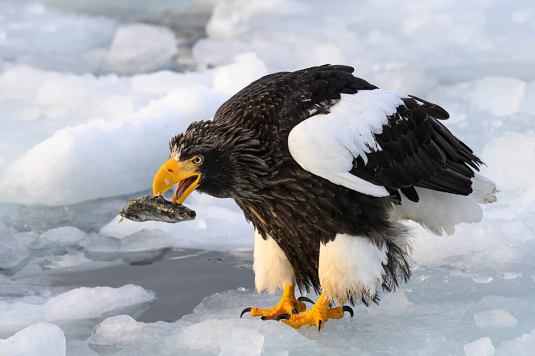 Stellerseeadler (Haliaeetus pelagious), Rausu, Hokkaido, Japan, Asien