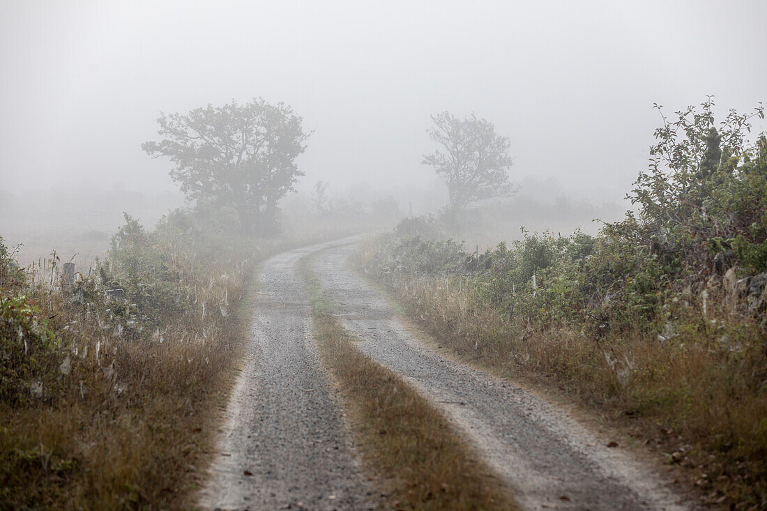 Blick auf Feldweg an nebligem Herbstmorgen