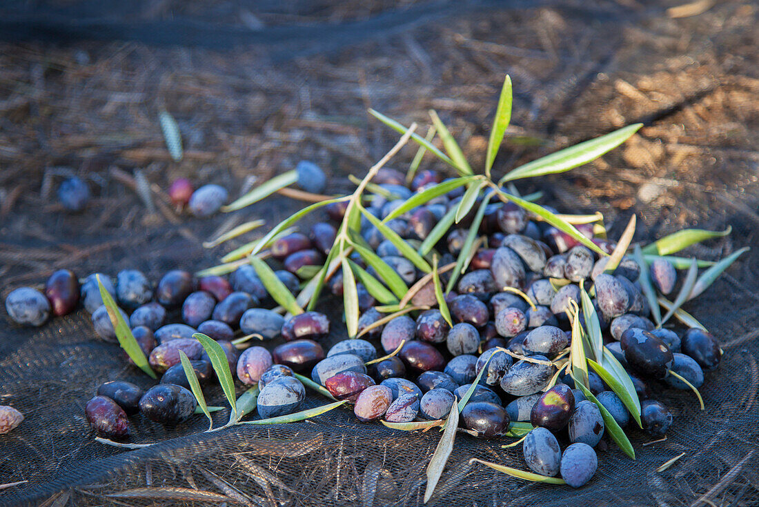 High angle view of black olives on ground\n