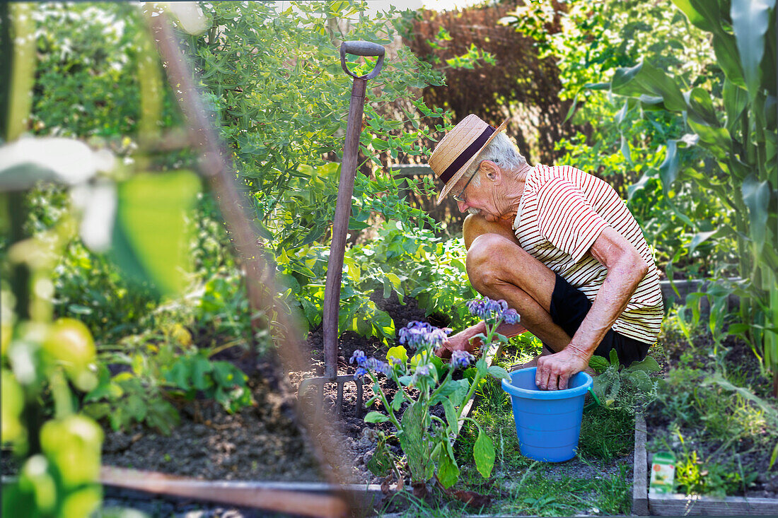 Senior man gardening during summer sunny day\n