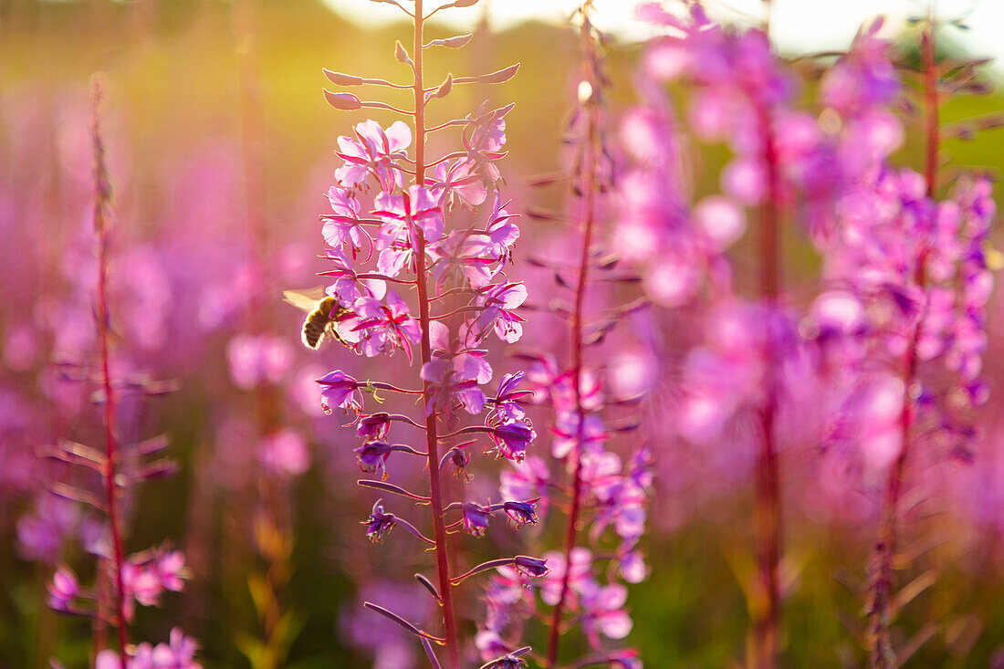 Close-up of bee pollinating pink flowers at sunset\n