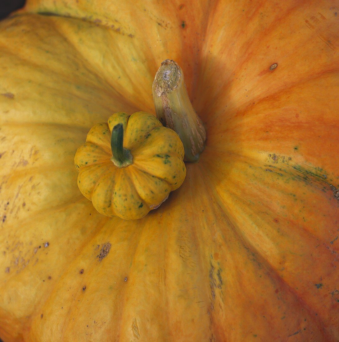 One large and one small orangey-yellow pumpkin