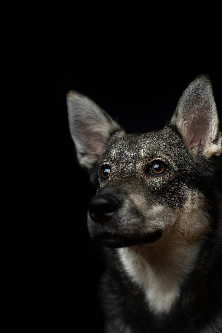 Portrait eines Hundes auf schwarzem Hintergrund