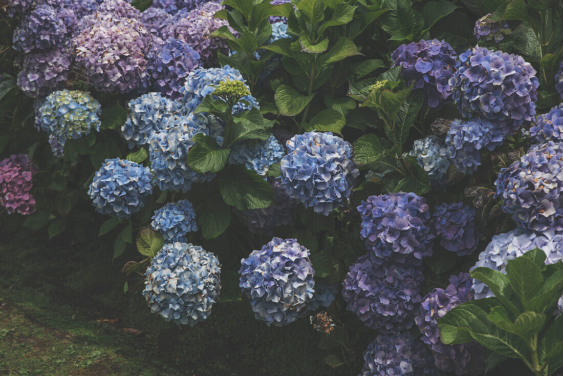 Blaue Hortensienblüte in voller Blüte