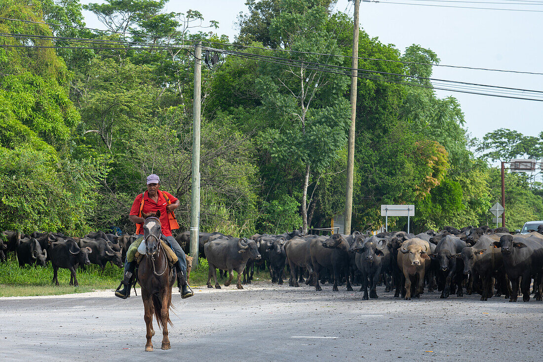 A cowboy & herd of Buffalypso or Trinidadian Water Buffalo crossing a highway in Orange Walk District in Belize.\n
