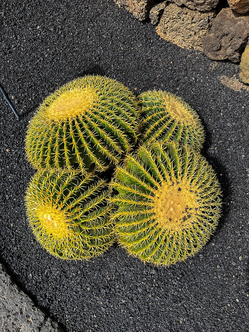 Echinocactus grusonil var. brevispinus. The Jardin de Cactus (Cactus garden) is a wonderful example of architectural intervention integrated into the landscape, designed by Cesar Manrique in Lanzarote, Canary Islands, Spain\n