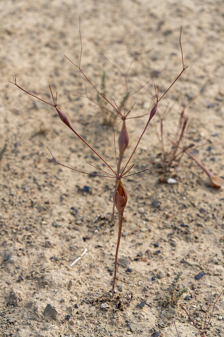 Abgestorbene und trockene Wüstentrompetenpflanzen, Eriogonum inflatum, in der Caineville-Wüste bei Hanksville, Utah.