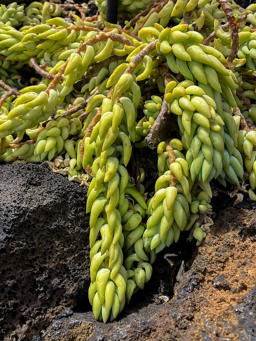 Sedum morganianum aus Mexiko.