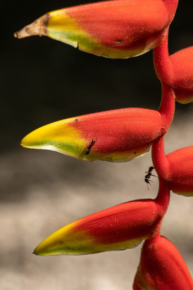 Large ants on a lobster claw heliconia in the Cahal Pech Archeological Reserve in San Ignacio, Belize.\n