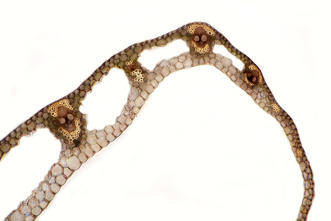 The image presents carex sp. leaf in transversal cross-section, photographed through the microscope in polarized light at a magnification of 100X\n